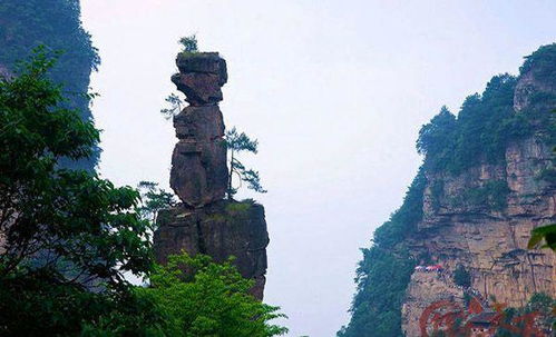 去张家界要不要请导游 看这篇文章你就知道了 旅游